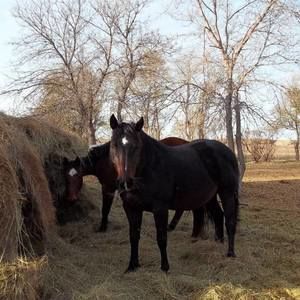 Meet your Posher, Sharon